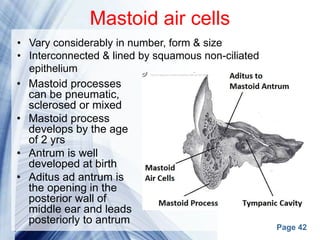 Page 42
Mastoid air cells
• Mastoid processes
can be pneumatic,
sclerosed or mixed
• Mastoid process
develops by the age
of 2 yrs
• Antrum is well
developed at birth
• Aditus ad antrum is
the opening in the
posterior wall of
middle ear and leads
posteriorly to antrum
• Vary considerably in number, form & size
• Interconnected & lined by squamous non-ciliated
epithelium
 