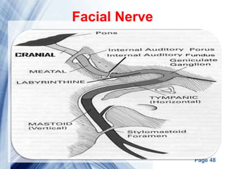 Page 48
Facial Nerve
 
