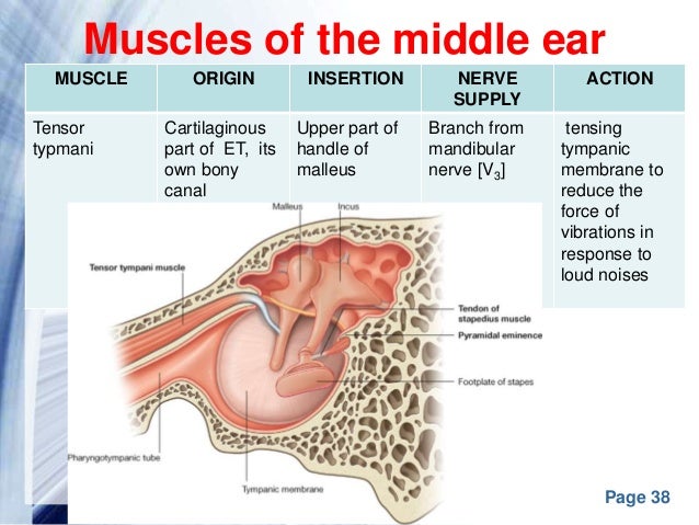 middle ear anatomy