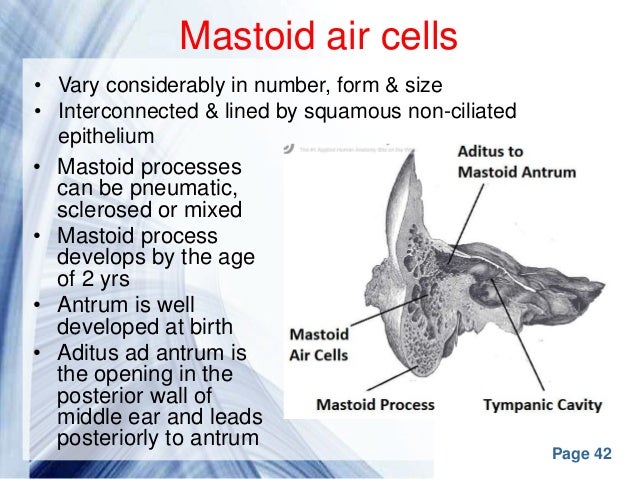 Middle ear anatomy