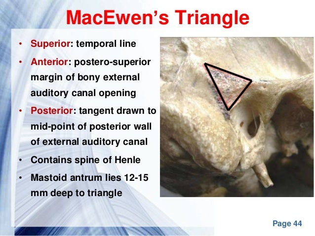 Middle ear anatomy