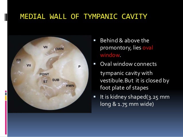 Middle ear anatomy raju 1