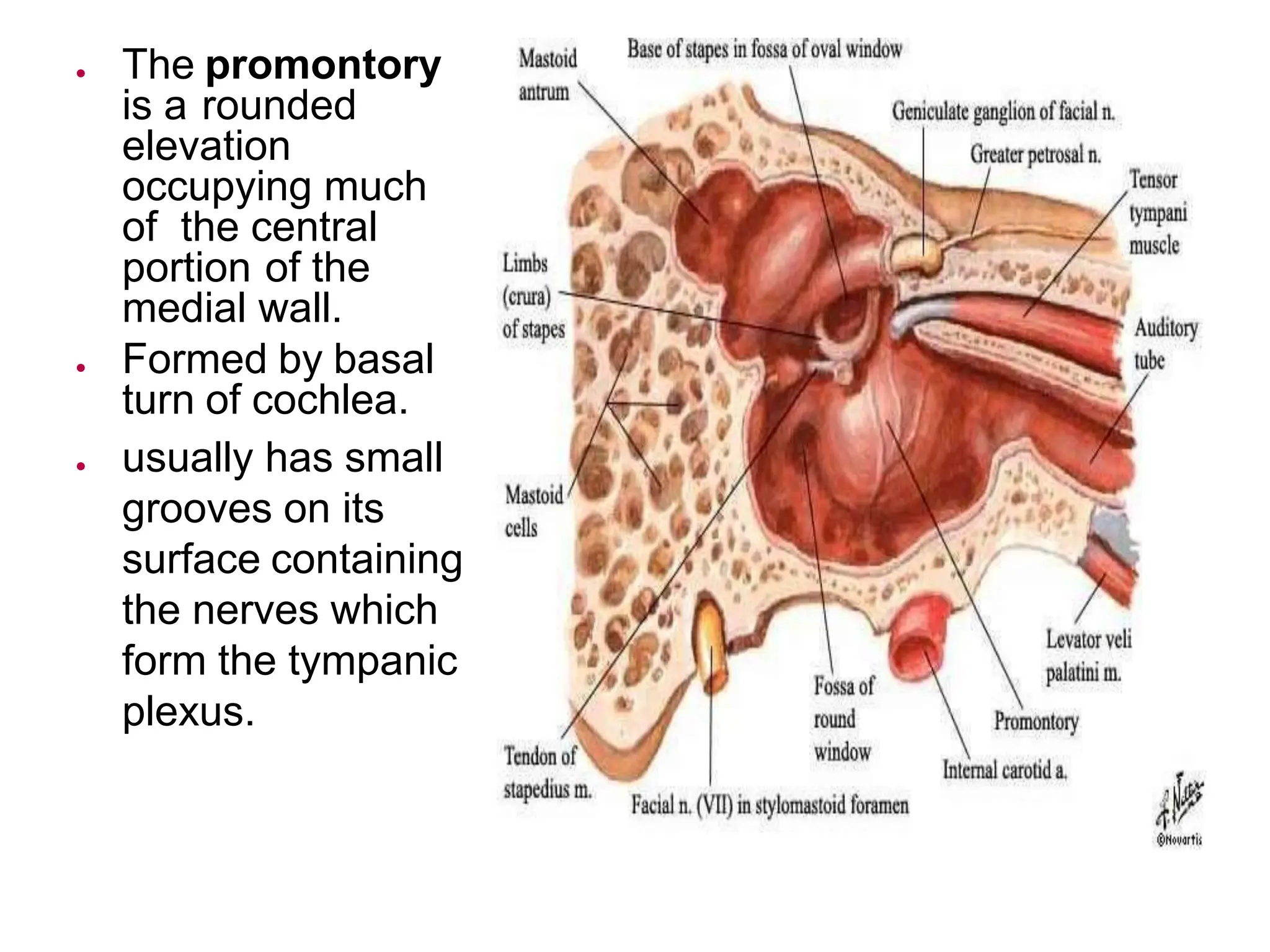 Small Promontory middle ear anatomy and eustachian tube dysfunction .pptx