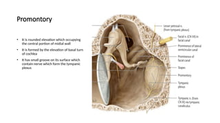 Left Promontory Embryology and Anatomy of the Middle Ear | PPTX