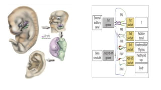 Embryology and Anatomy of the Middle Ear | PPTX