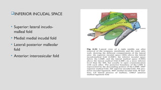 Anatomy and Overview of Middle Ear Mucosal Folds | PPTX