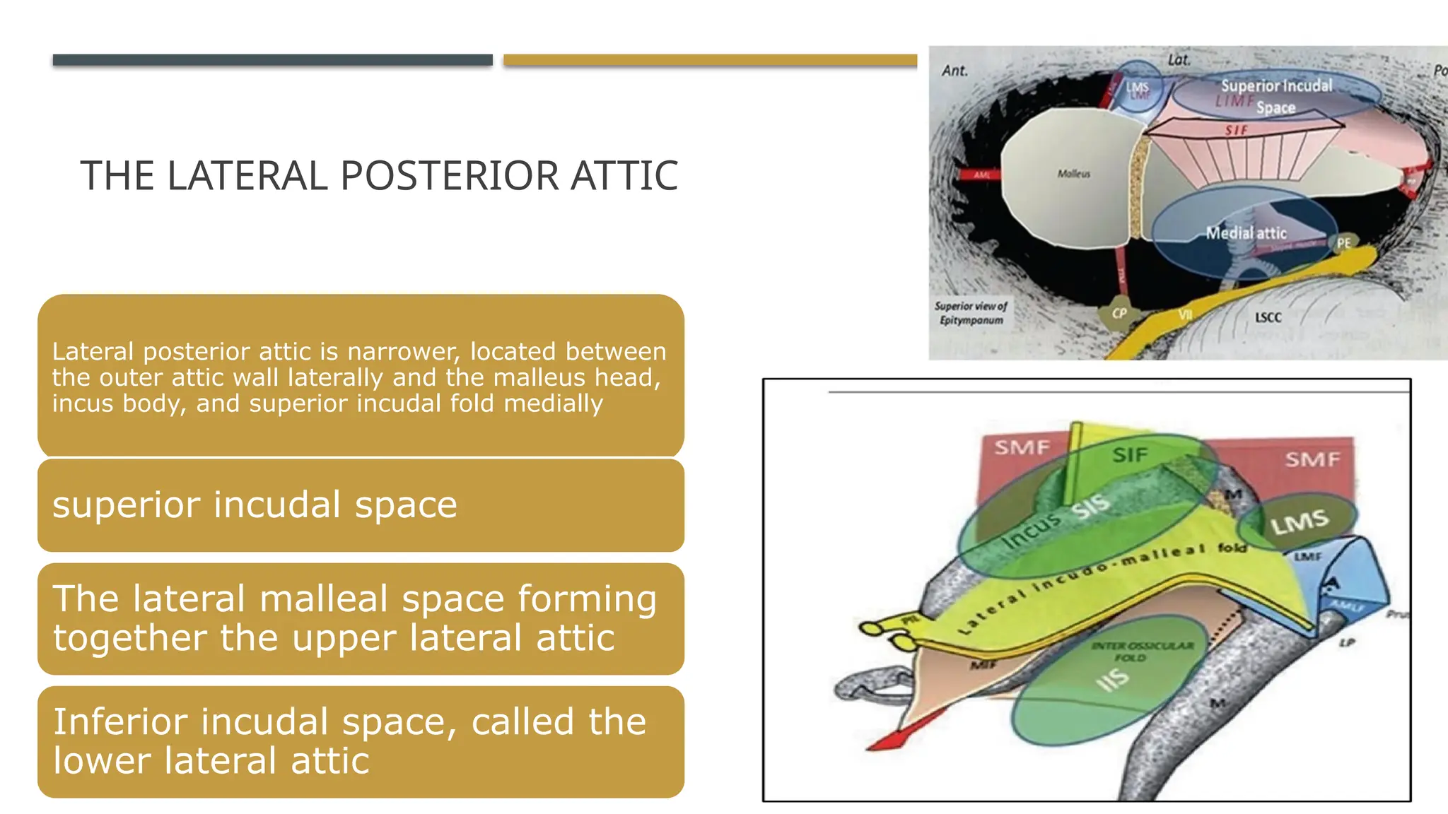 middle ear spaces and mucosal folds Otorhinolaryngology | PPTX