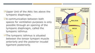 middle ear spaces and mucosal folds Otorhinolaryngology | PPTX