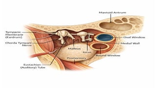 Middle Ear Visuals Comprehensive Overview of the Middle Ear Anatomy, Function, and ...