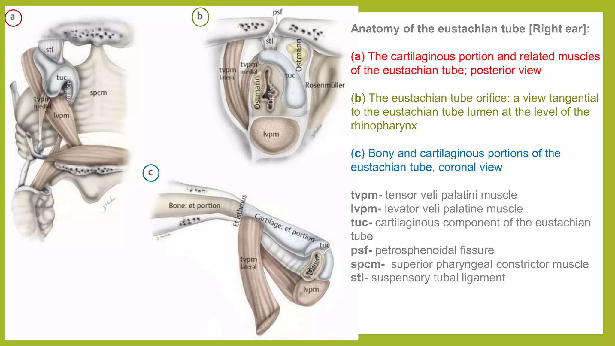 Middle Ear Pathologies Middle ear ventilatory pathway and Mucosal folds.pptx