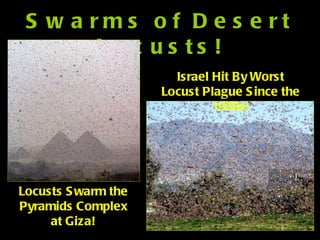 Swarms of Desert Locusts! Locusts Swarm the Pyramids Complex at Giza! Israel Hit By Worst Locust Plague Since the 1950s! 