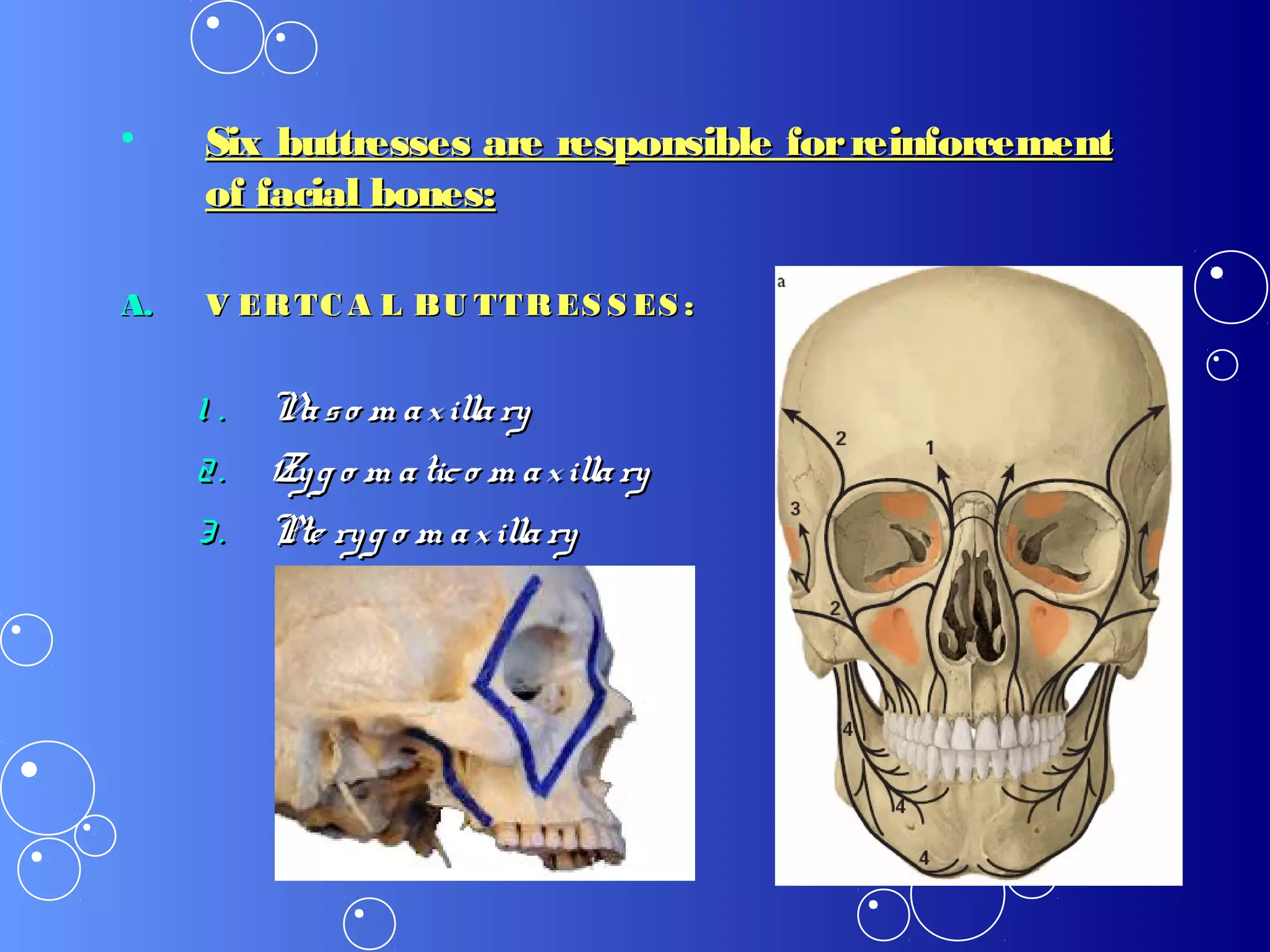 • Six buttresses are responsible forreinforcementSix buttresses are responsible forreinforcement
of facial bones:of facial bones:
A.A. V ERTC A L BU TTRES S ES :V ERTC A L BU TTRES S ES :
1 .1 . Naso m axillaryNaso m axillary
2.2. Zyg o m atico m axillaryZyg o m atico m axillary
3.3. Pte ryg o m axillaryPte ryg o m axillary
 