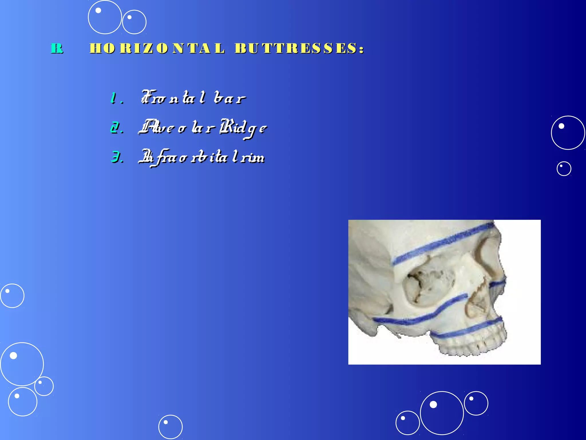 B.B. HO RIZ O N TA L BU TTRES S ES :HO RIZ O N TA L BU TTRES S ES :
1 .1 . Fro ntal barFro ntal bar
2.2. Alve o lar Ridg eAlve o lar Ridg e
3.3. Infrao rbitalrimInfrao rbitalrim
 
