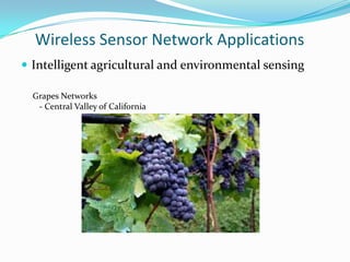 Wireless Sensor Network Applications
 Intelligent agricultural and environmental sensing

  Grapes Networks
   - Central Valley of California
 