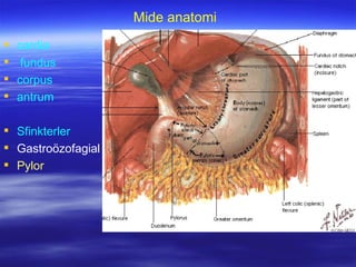 Mide anatomi
   cardia
    fundus
   corpus
   antrum

 Sfinkterler
 Gastroözofagial
 Pylor
 