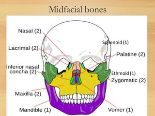 Midfacial bones
5
Sphenoid (1)
Ethmoid (1)
 