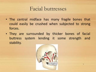 Facial buttresses
6
• The central midface has many fragile bones that
could easily be crushed when subjected to strong
forces.
• They are surrounded by thicker bones of facial
buttress system lending it some strength and
stability.
 