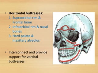 • Horizontal buttresses:
1. Supraorbital rim &
Frontal bone
2. Infraorbital rim & nasal
bones
3. Hard palate &
maxillary alveolus
• Interconnect and provide
support for vertical
buttresses.
9
 