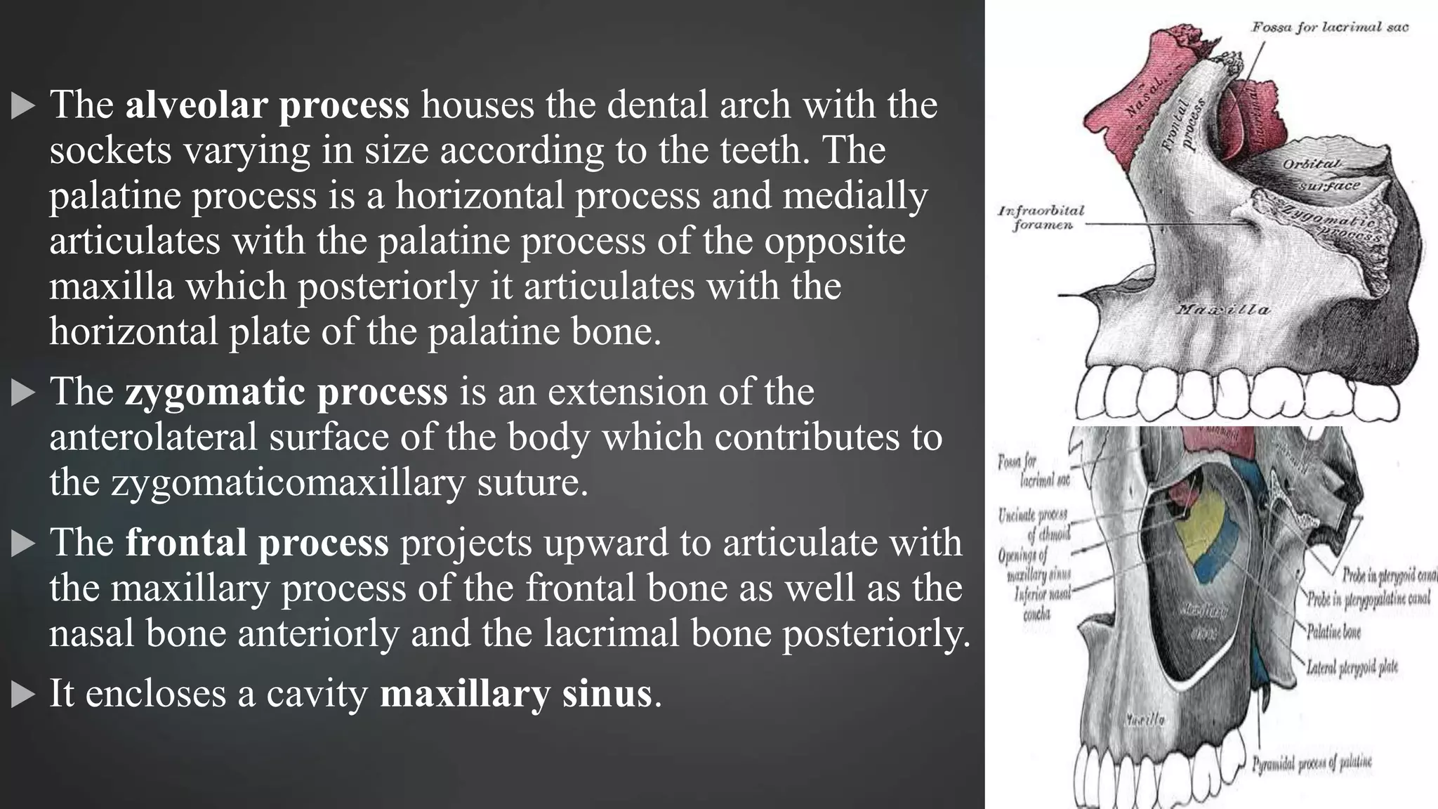 Midface fractures | PPTX