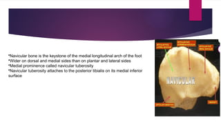 Navicular Keystone MIDFOOT AND FOREFOOT FRACTURES,LISFRANCS INJURY DHERAJ.pptx