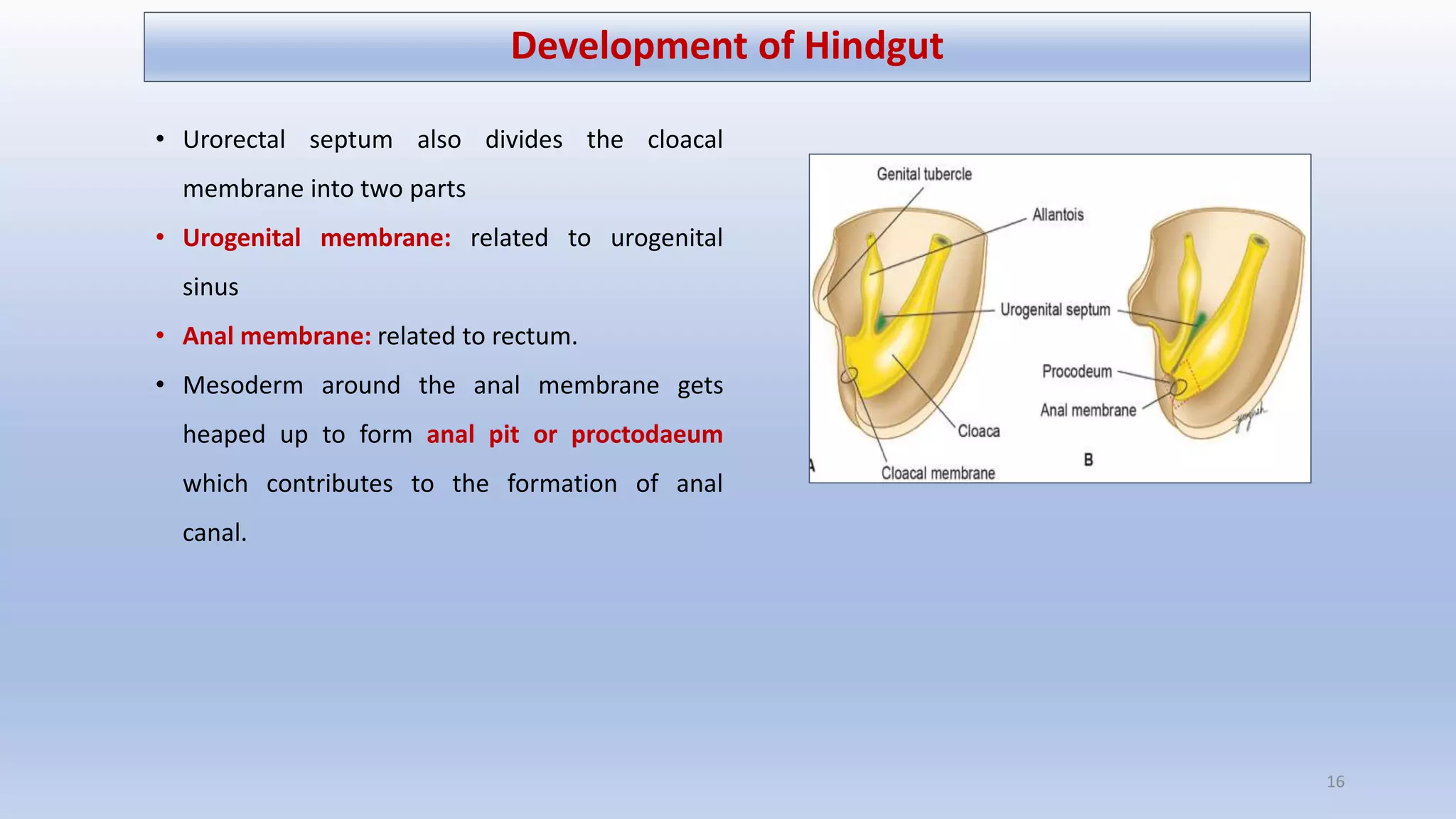Development of Midgut & Hindgut | PPTX