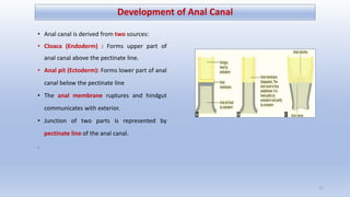 Development of Anal Canal
• Anal canal is derived from two sources:
• Cloaca (Endoderm) : Forms upper part of
anal canal a...
