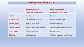 Above pectinate line
(upper part of anal canal)
Below pectinate line
(lower part of anal canal)
Origin Endoderm Ectoderm
D...