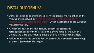 DISTAL DUODENUM
• Distal or lower duodenum arises from the cranial most portion of the
midgut and is served by anterior and posterior branches of the
inferior pancreaticoduodenal artery, which is a branch of the superior
mesentery artery.
• As with the rest of the duodenum, becomes secondarily
retroperitoneal as with the rest of the entire gi tract, the lumen is
obliterated transiently during development and then recanalizes.
• Failure to recanalize the duodenum can result in stenosis (narrowing)
or atresia (complete blockage)
 