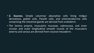 • 2. Sources. Simple columnar absorptive cells lining midgut
derivatives, goblet cells, Paneth cells, and enteroendocrine cells
comprising the intestinal glands are derived from endoderm.
• The lamina propria, muscularis mucosae, submucosa, and inner
circular and outer longitudinal smooth muscle of the muscularis
externa and serosa are derived from visceral mesoderm.
 