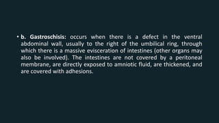• b. Gastroschisis: occurs when there is a defect in the ventral
abdominal wall, usually to the right of the umbilical ring, through
which there is a massive evisceration of intestines (other organs may
also be involved). The intestines are not covered by a peritoneal
membrane, are directly exposed to amniotic fluid, are thickened, and
are covered with adhesions.
 