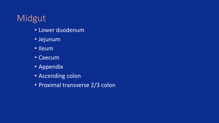 Midgut
• Lower duodenum
• Jejunum
• Ileum
• Caecum
• Appendix
• Ascending colon
• Proximal transverse 2/3 colon
 
