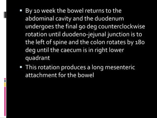  By 10 week the bowel returns to the
abdominal cavity and the duodenum
undergoes the final 90 deg counterclockwise
rotation until duodeno-jejunal junction is to
the left of spine and the colon rotates by 180
deg until the caecum is in right lower
quadrant
 This rotation produces a long mesenteric
attachment for the bowel
 