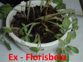 Ex - Florisbela
 