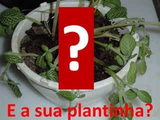 E a sua plantinha?
 