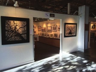 Nta Kurmins Gilson large scale tree prints at show in Paso Robles