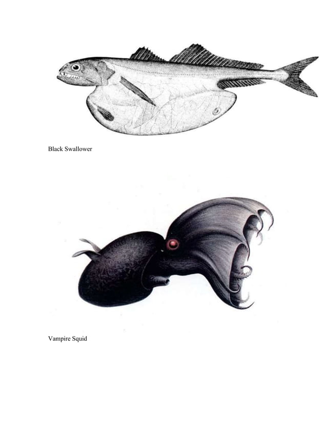 Midnight zone animals