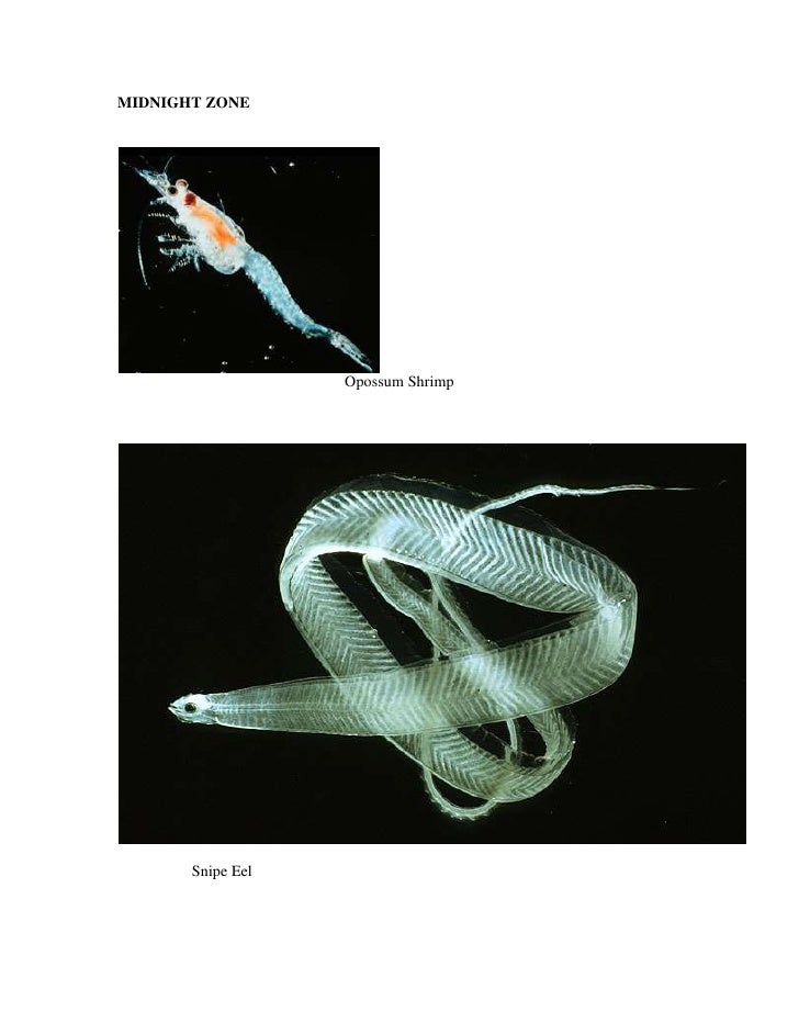 Midnight zone animals