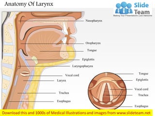 Anatomy Of Larynx
Nasopharynx
Oropharynx
Tongue
Epiglottis
Laryngopharynx
Vocal cord
Larynx
Trachea
Esophagus
Esophagus
Trachea
Vocal cord
Epiglottis
Tongue
 