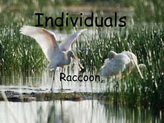 Individuals Raccoon,  