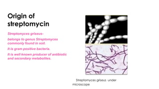 Origin of
streptomycin
Streptomyces griseus-
belongs to genus Streptomyces
commonly found in soil.
It is gram positive bacteria.
It is well known producer of antibiotic
and secondary metabolites.
Streptomyces griseus under
microscope
 