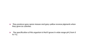  They produce grey spore masses and grey-yellow reverse pigments when
they grow as colonies.
 The specification of this organism is that it grows in wide range pH ( from 5
to 11).
 