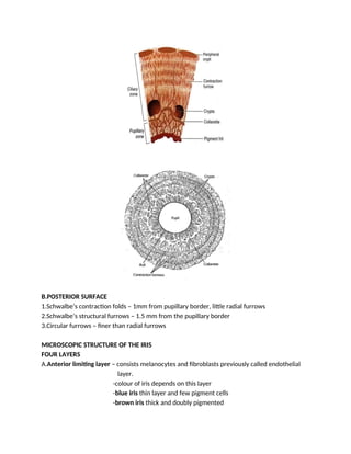 MIDTERM - OCULAR ANATOMY DOCUMENT REVIEWER | DOCX