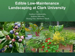 Edible Low-Maintenance
Landscaping at Clark University
By
Andrea Gialtouridis,
Jenkins Macedo,
Hoang Dao, Matthew Huck
 