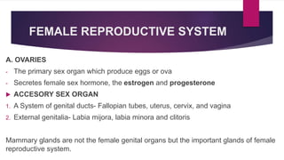 FEMALE REPRODUCTIVE SYSTEM
A. OVARIES
- The primary sex organ which produce eggs or ova
- Secretes female sex hormone, the estrogen and progesterone
 ACCESORY SEX ORGAN
1. A System of genital ducts- Fallopian tubes, uterus, cervix, and vagina
2. External genitalia- Labia mijora, labia minora and clitoris
Mammary glands are not the female genital organs but the important glands of female
reproductive system.
 