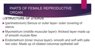 PARTS OF FEMALE REPRODUCTIVE
ORGAN
 STRUCTURE OF UTERUS
 (perimetonium) Serous or outer layer- outer covering of
uterus
 Myometrium (middle muscular layer)- thickest layer made up
of smooth muscle fiber
 Endometrium (inner mucus layer)- smooth and soft with pale
red color. Made up of ciliated columnar epithelial cell
 