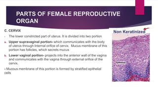 PARTS OF FEMALE REPRODUCTIVE
ORGAN
C. CERVIX
- The lower constricted part of uterus. It is divided into two portion
a. Upper supravaginal portion- which communicates with the body
of uterus through Internal orifice of cervix. Mucus membrane of this
portion has follicles, which secrets mucus
b. Lower vaginal portion- projects into the anterior wall of the vagina
and communicates with the vagina through external orifice of the
cervix.
- Mucous membrane of this portion is formed by stratified epithelial
cells
 