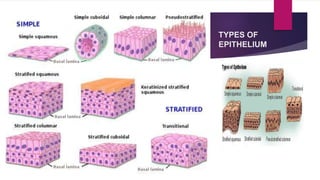 TYPES OF
EPITHELIUM
 