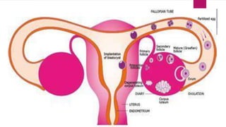 Midterm_Module-2-Reproductive-system.pptx