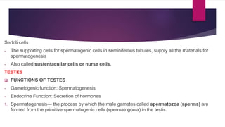 Sertoli cells
- The supporting cells for spermatogenic cells in seminiferous tubules, supply all the materials for
spermatogenesis
- Also called sustentacullar cells or nurse cells.
TESTES
 FUNCTIONS OF TESTES
- Gametogenic function: Spermatogenesis
- Endocrine Function: Secretion of hormones
1. Spermatogenesis--- the process by which the male gametes called spermatozoa (sperms) are
formed from the primitive spermatogenic cells (spermatogonia) in the testis.
 