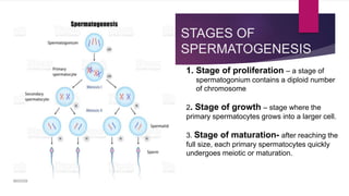 STAGES OF
SPERMATOGENESIS
1. Stage of proliferation – a stage of
spermatogonium contains a diploid number
of chromosome
2. Stage of growth – stage where the
primary spermatocytes grows into a larger cell.
3. Stage of maturation- after reaching the
full size, each primary spermatocytes quickly
undergoes meiotic or maturation.
 